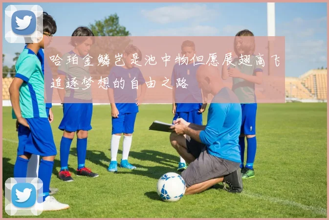 哈珀金鳞岂是池中物但愿展翅高飞追逐梦想的自由之路